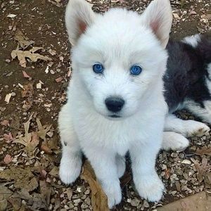 Meet your Posher, Ken